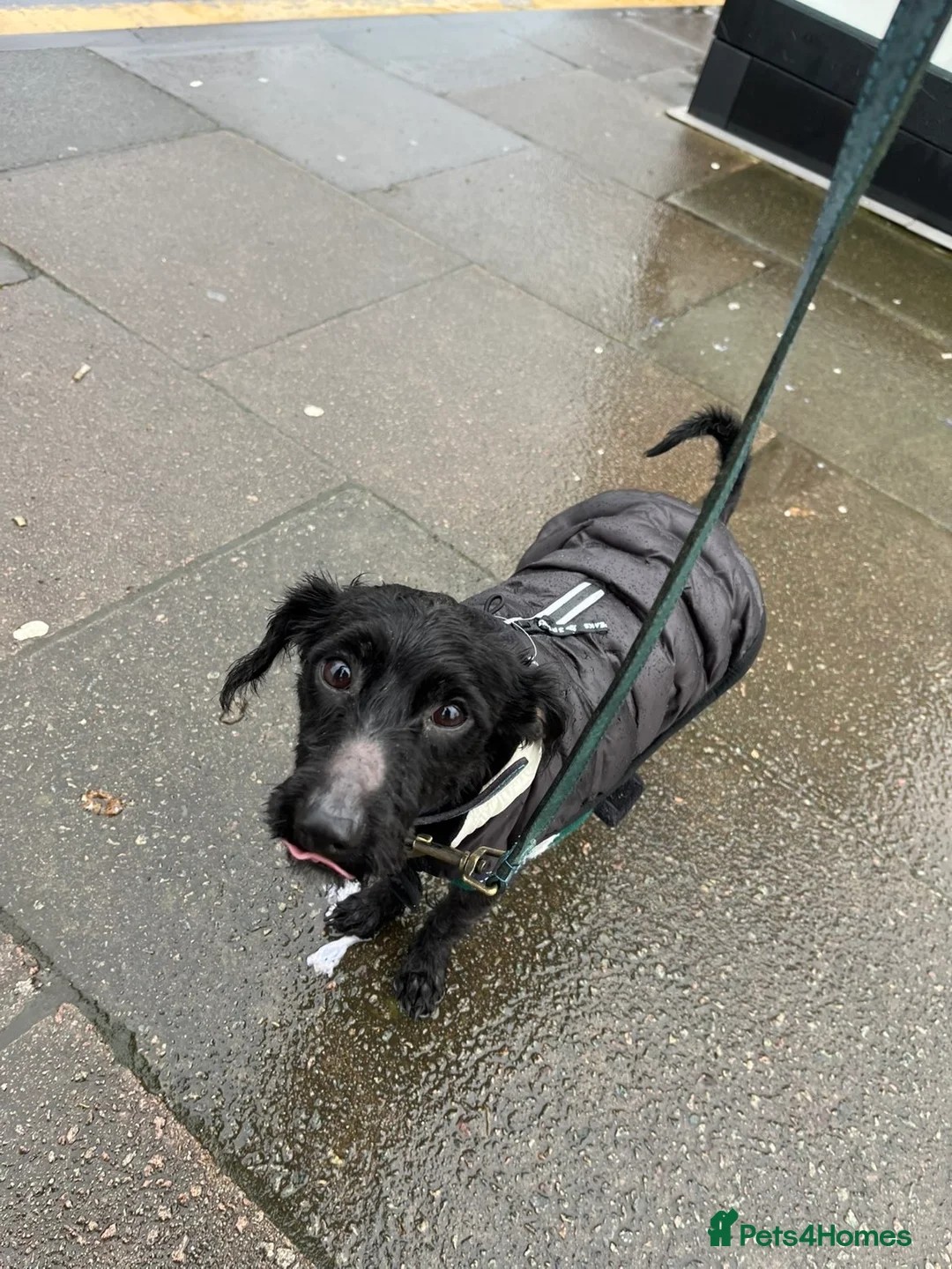 Yorkiepoo dogs for sale: 2 year old male Yorkiepoo for sale  - Advert 4