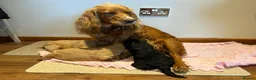 Cockapoo dogs for sale: Beautiful f1 cockapoo puppies  in King's Lynn - Advert 8