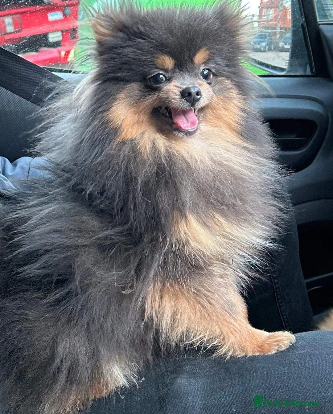 Pomeranian dogs for stud: Biggest Quality Pom StudTeam In uk  in Pontefract - Advert 16