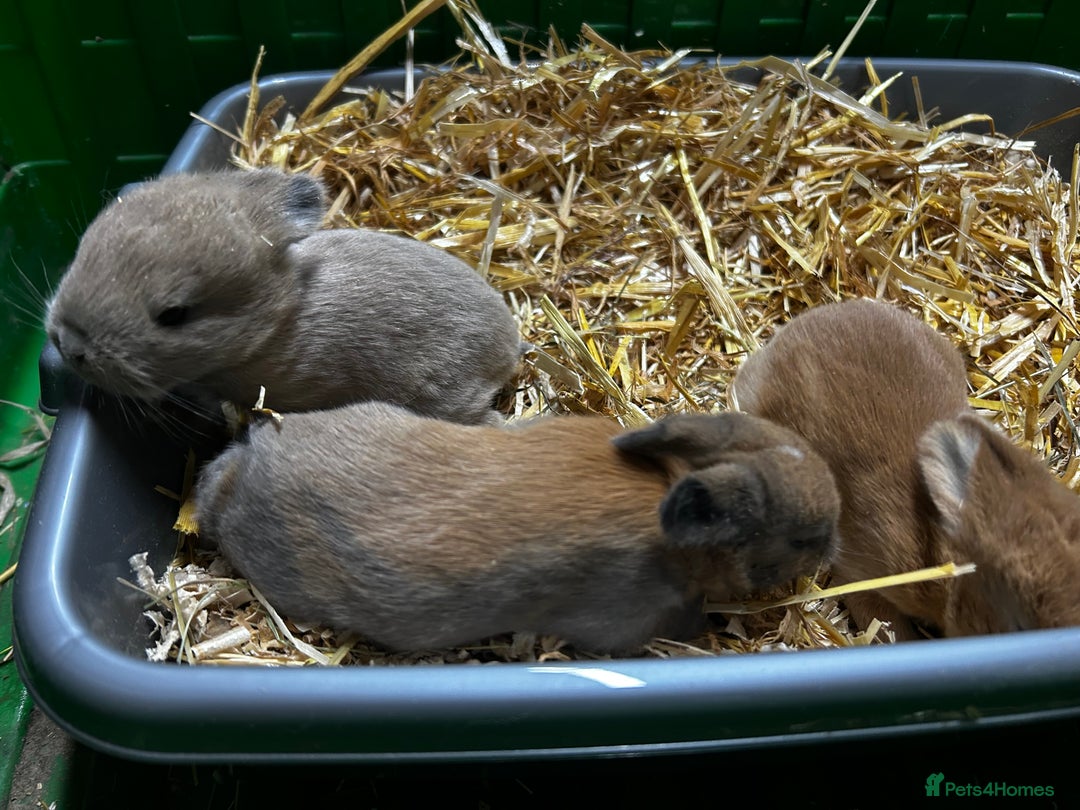 Mixed Breed rabbits for sale: Mini lop x lop  - Advert 6
