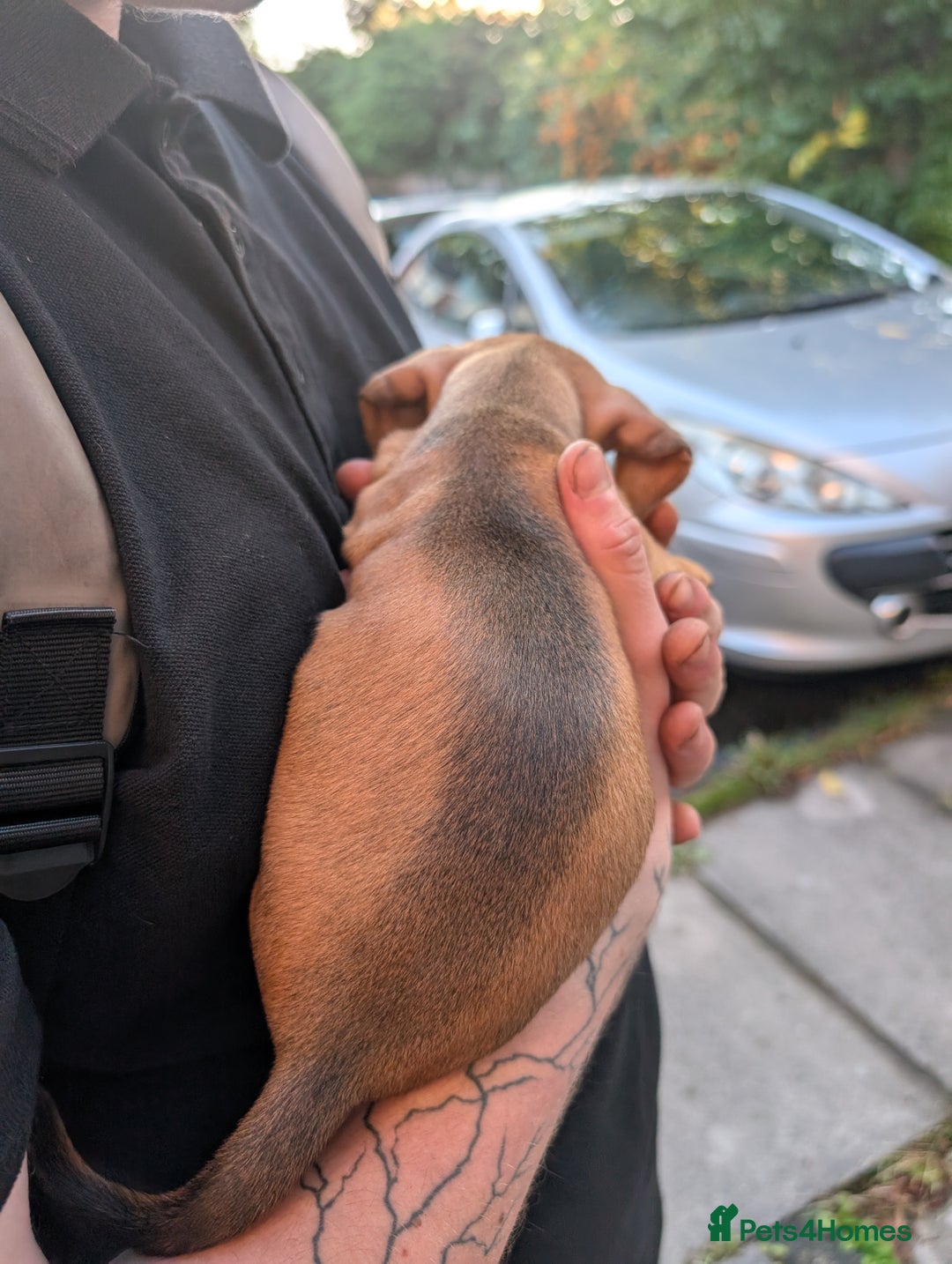 Dachshund dogs for sale: Daschund Puppies for sale  - Image 7