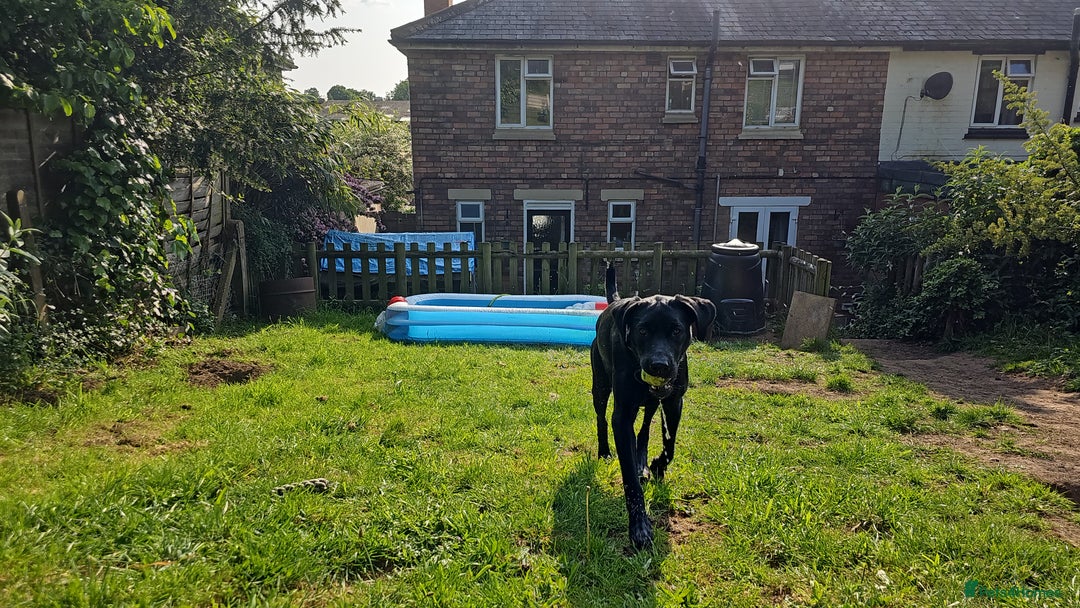 Labrador Retriever dogs for stud: KC Registered working Lab Stud – Proven – Smokie - Advert 14