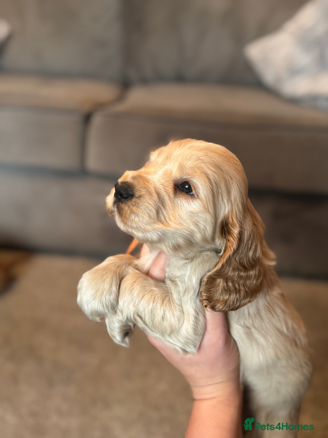 Cocker Spaniel dogs for sale: Last stunning KC show cocker - Advert 6