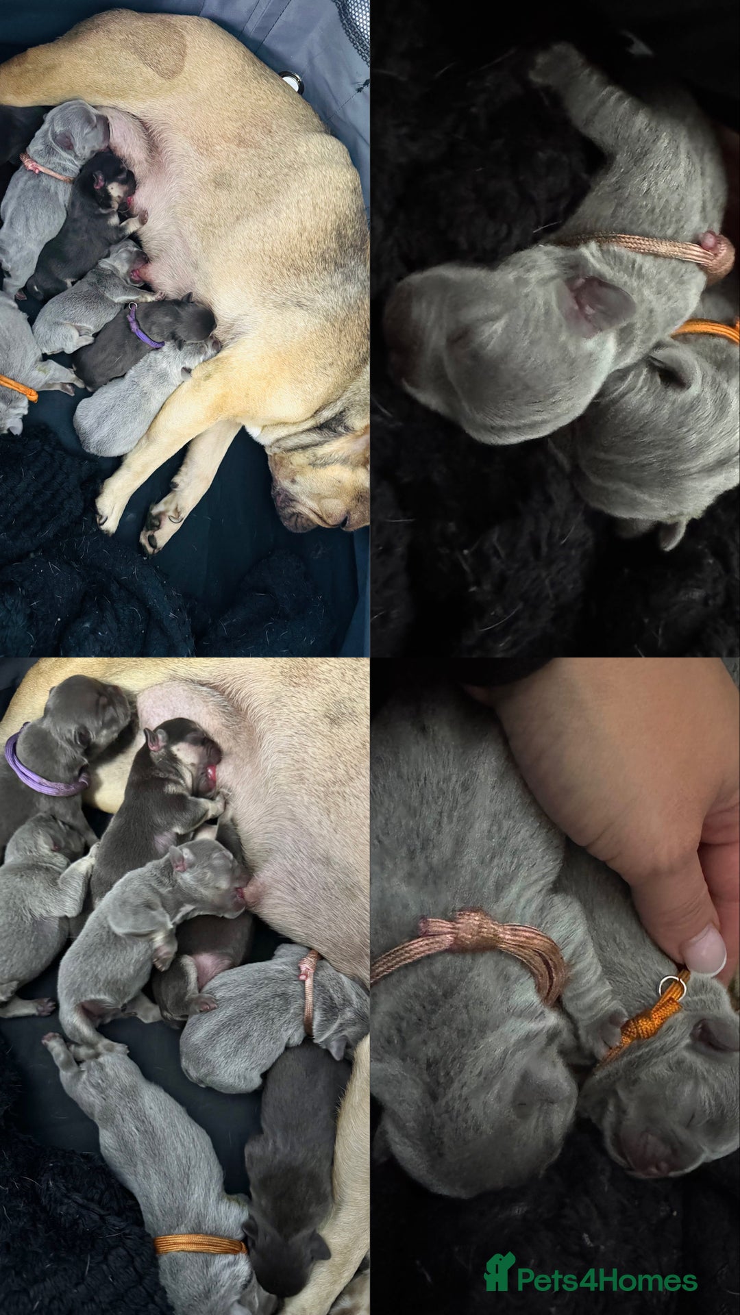French Bulldog dogs for sale: KC Fluffy Carriers Isabella French Bulldogs puppy - Image 7