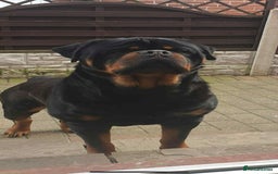Rottweiler dogs for sale: Rottweiler puppies - Image 4