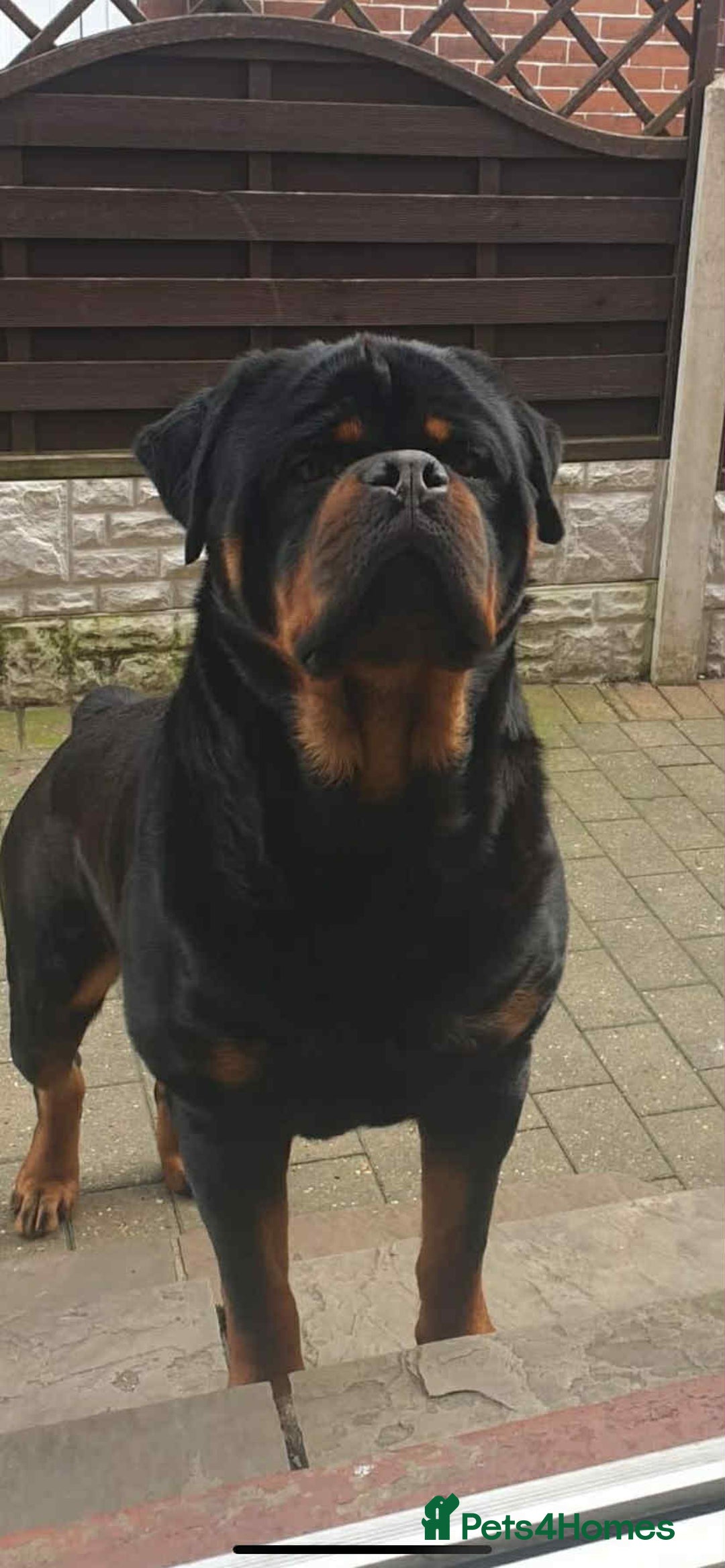 Rottweiler dogs for sale: Rottweiler puppies - Image 4
