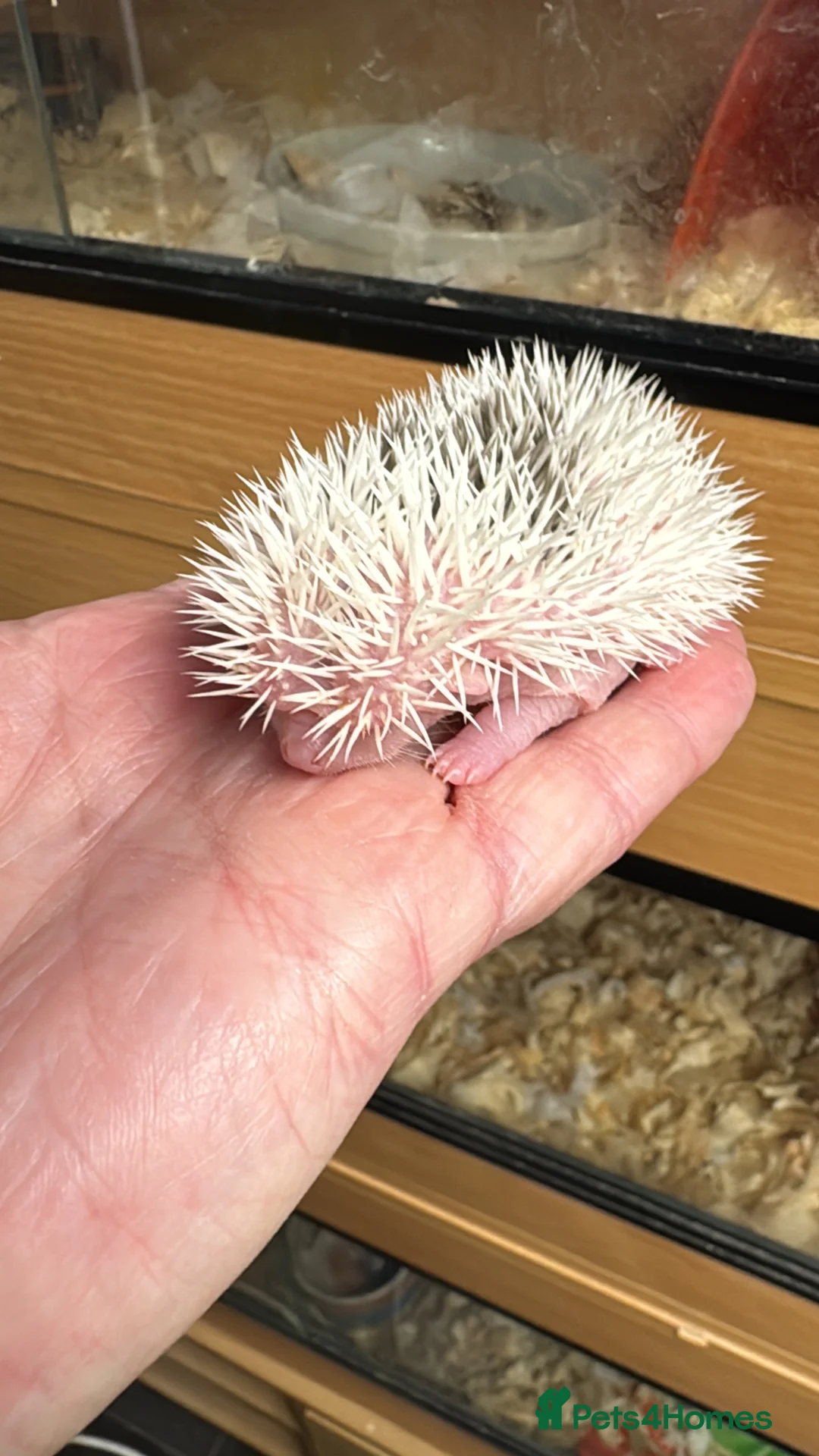 Pygmy Hedgehog rodents for sale: Hoglets full/dual masked/ split faced/reverse - Advert 3