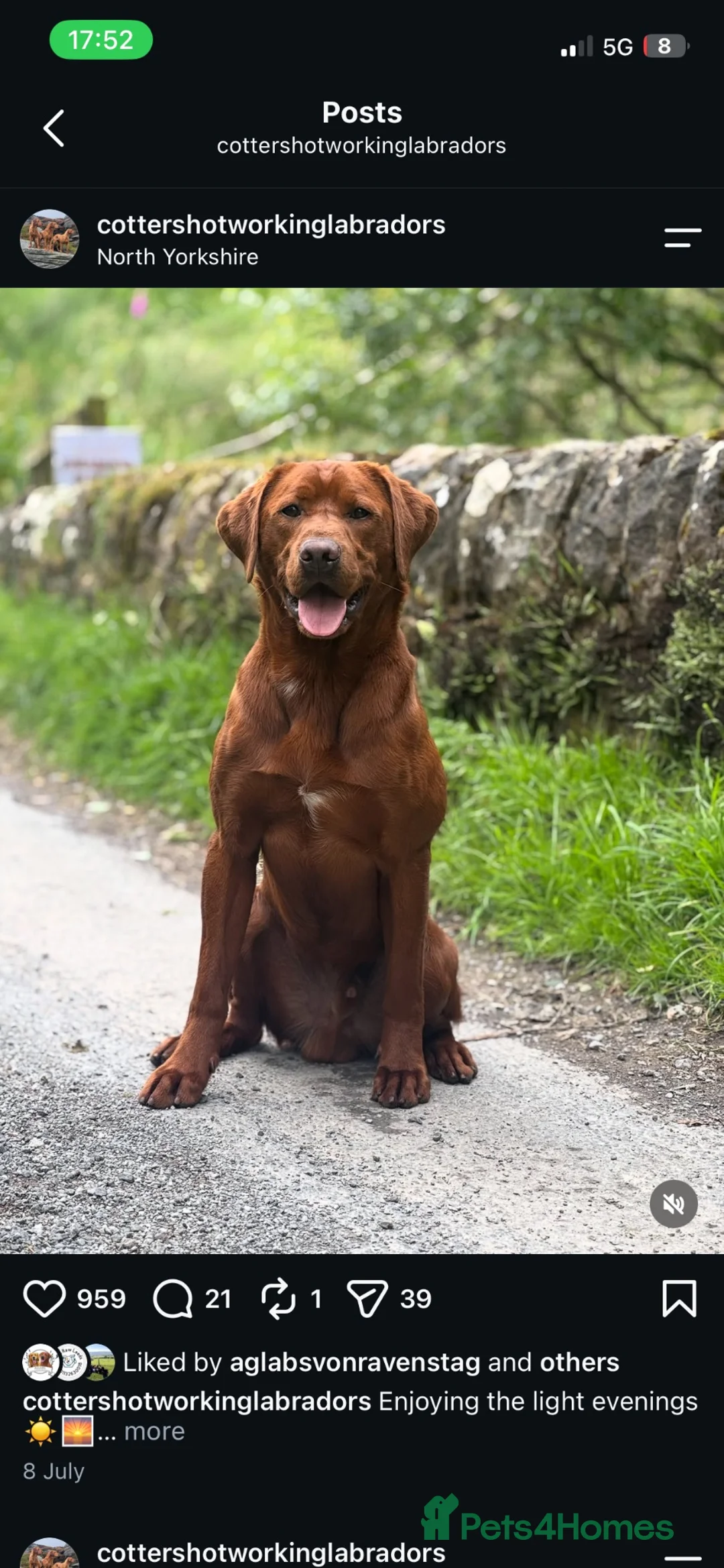 Labrador Retriever dogs for sale: Waiting list open - dark reds - health tested - Advert 5