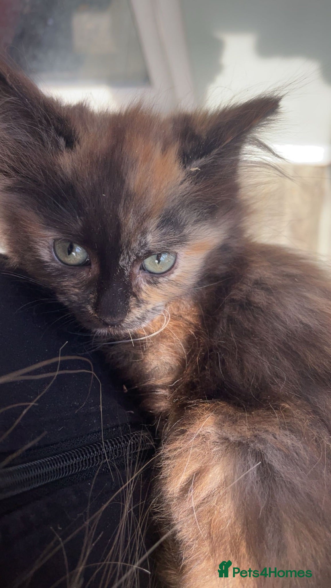 Ragdoll cats Tortie ragdoll x Norwegian forest kitten  - Advert 1
