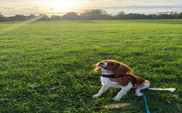 Cavalier King Charles Spaniel dogs for sale: 8 Month Old Girl  - Advert 4