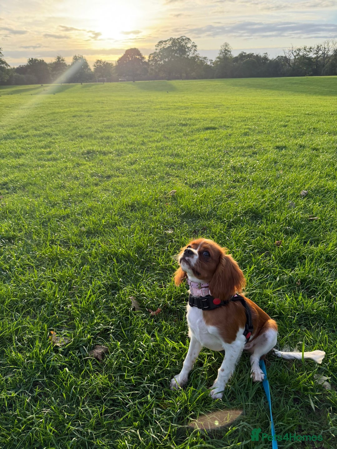 Cavalier King Charles Spaniel dogs for sale: 8 Month Old Girl  - Advert 4