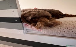 Cockapoo dogs for sale: 7 year old male cockapoo needs a new home  - Image 2