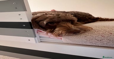 Cockapoo dogs - Advert 2