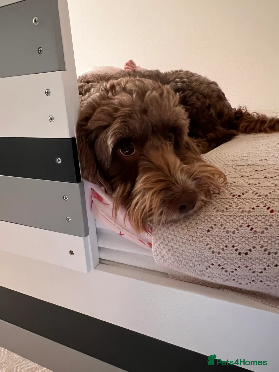 Cockapoo dogs for sale: 8year old male cockapoo needs a new home  - Advert 2