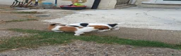 Jack Russell dogs for sale: 5 Gorgeous Juck Russel Puppies for sale  in London - Advert 3