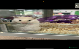 Hamster rodents for sale: Hamster - Image 1