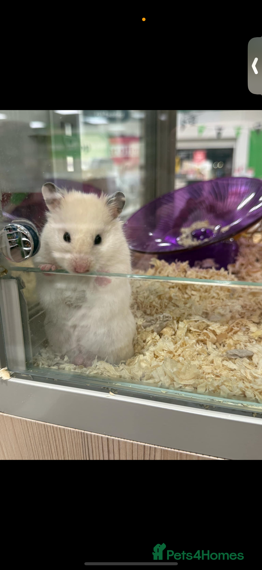 Hamster rodents for sale: Hamster - Image 1