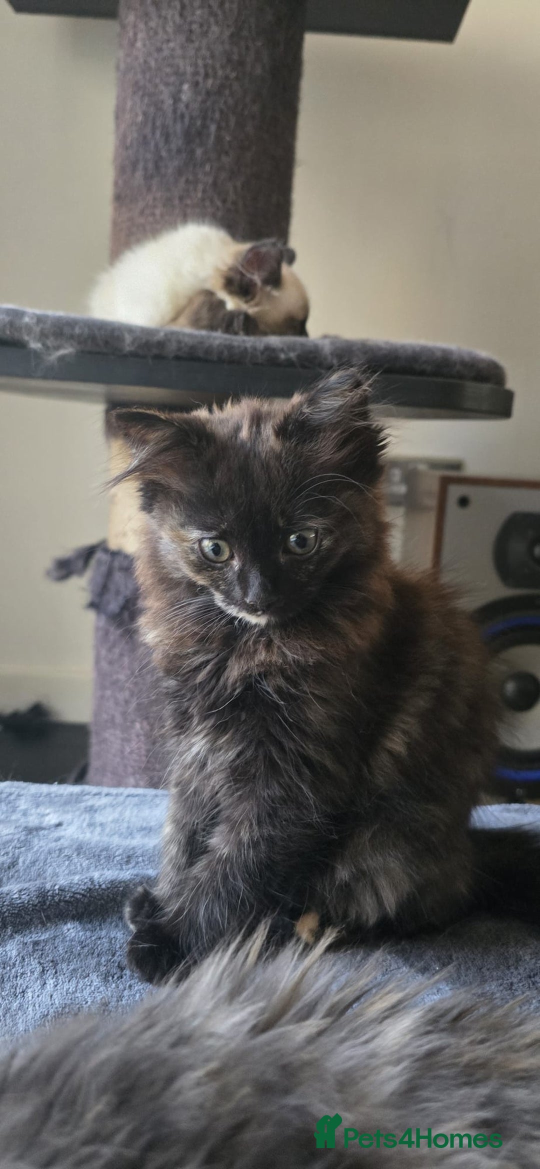 Ragdoll cats for sale: Ragdoll Siberian Kittens in London - Image 27