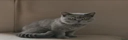 British Shorthair cats for sale: BRITISH SHORTHAIR KITTENS READY 1ST OF MAY 2026 - Advert 25