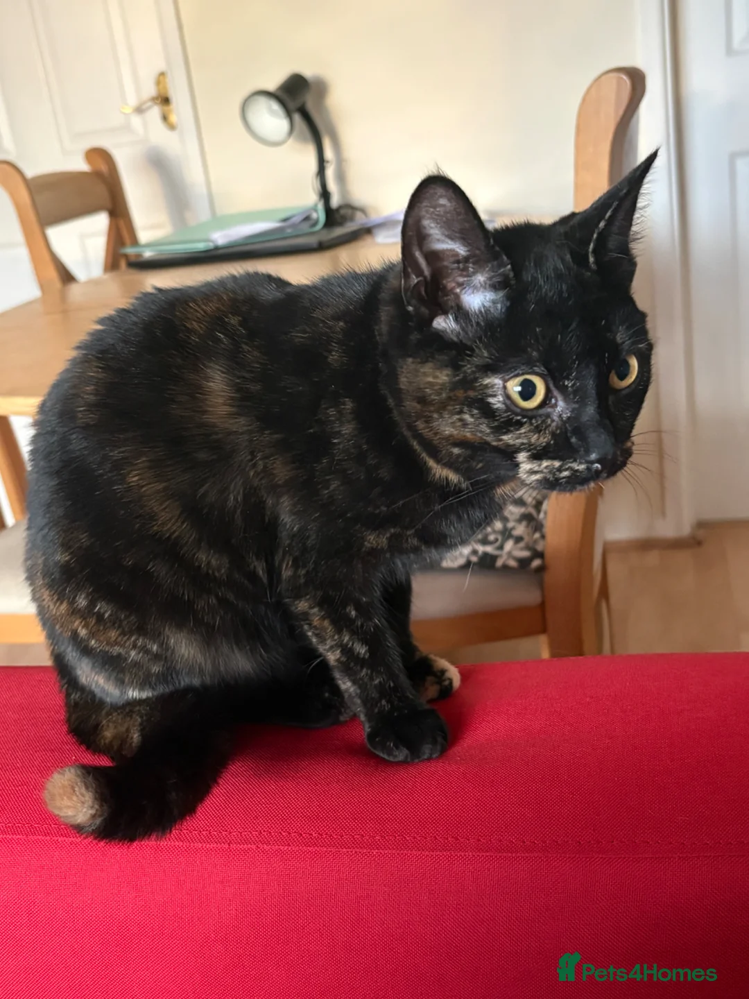 British Shorthair cats for sale: Kitten in Newbury - Advert 1