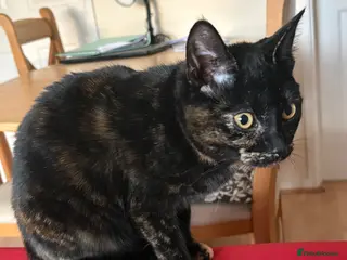 British Shorthair cats Kitten - Advert 2