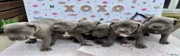 Staffordshire Bull Terrier dogs for sale: Blue Staffordshire Bull Terrier Puppies - Advert 4