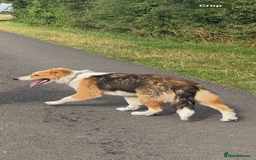 Mixed Breed dogs for sale: Male dog for sale  - Image 3