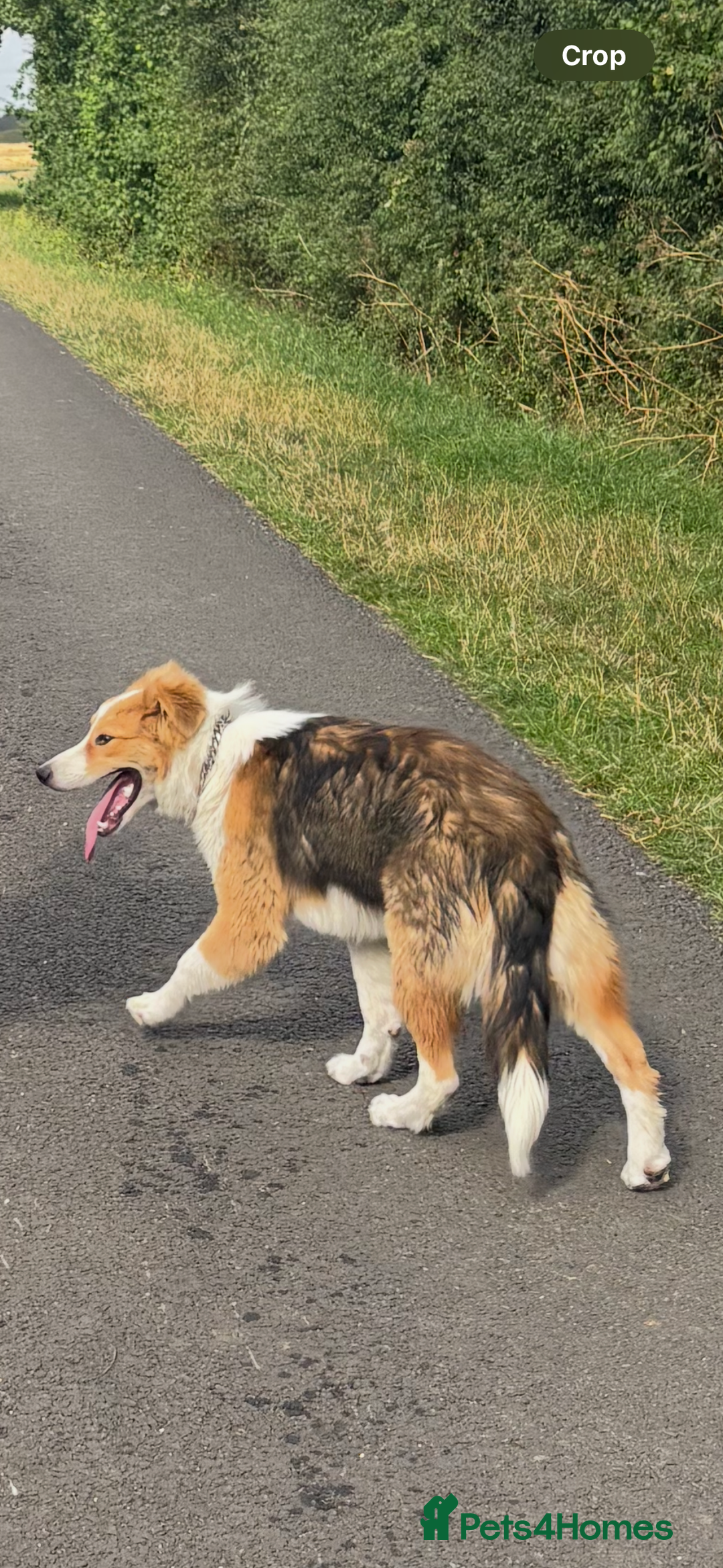Mixed Breed dogs for sale: Male dog for sale  - Image 3