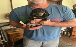 Dachshund dogs for sale: Mini dachshunds - Image 1