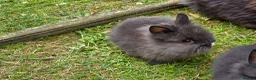 Lionhead rabbits for sale: Adorable baby purebred lionhead bunnies  - Advert 2