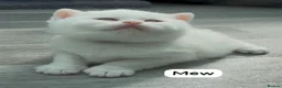 British Shorthair cats for sale: ✨⭐️Beautiful White British shorthair kittens⭐️✨ - Advert 11