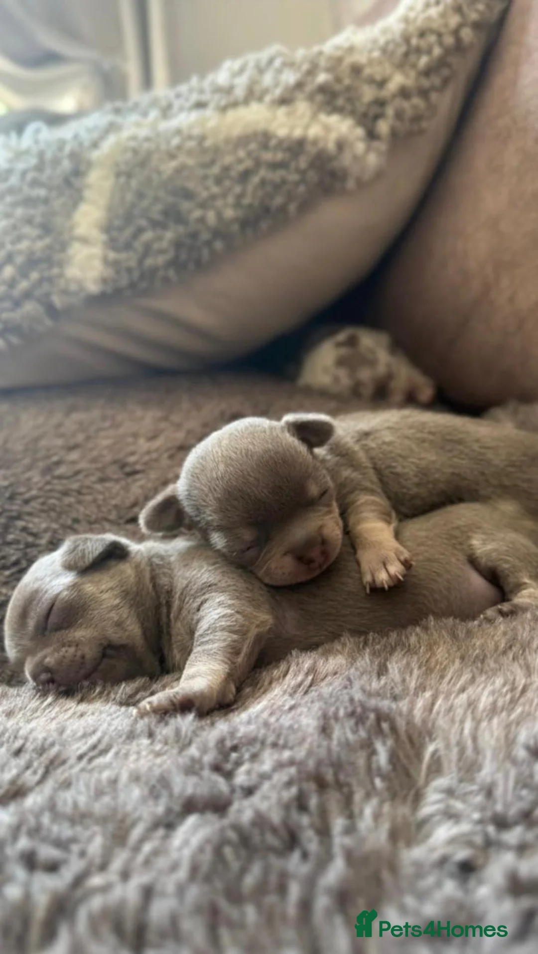 Chihuahua dogs for stud: Proven Tiny Lilac KC registered chihuahua stud  - Advert 30