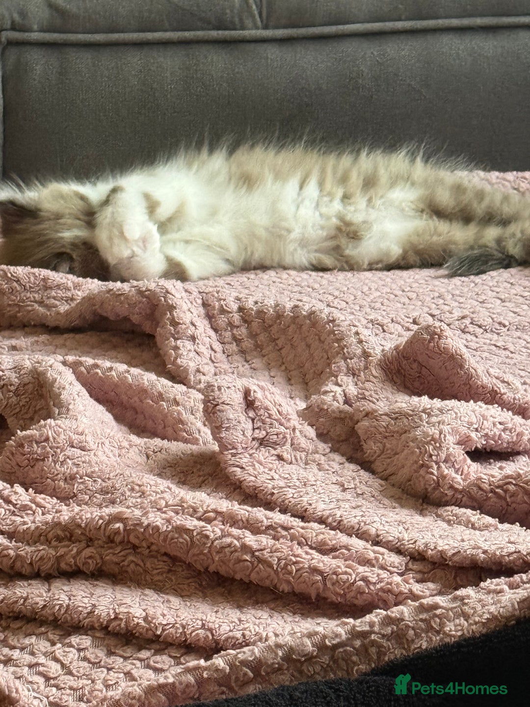 Ragdoll cats for sale: Stunning Ragdolls kittens available  - Advert 2