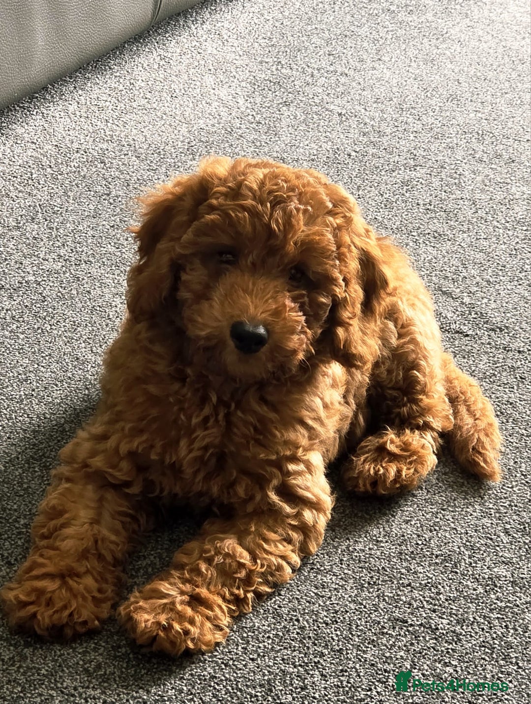 Cockapoo dogs for sale: F1b fox red Fully vaccinated Male - Image 1