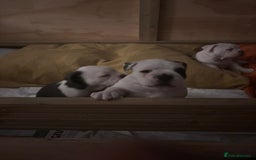 Olde English Bulldogge dogs for sale: Last 2 baby girls left  - Image 19