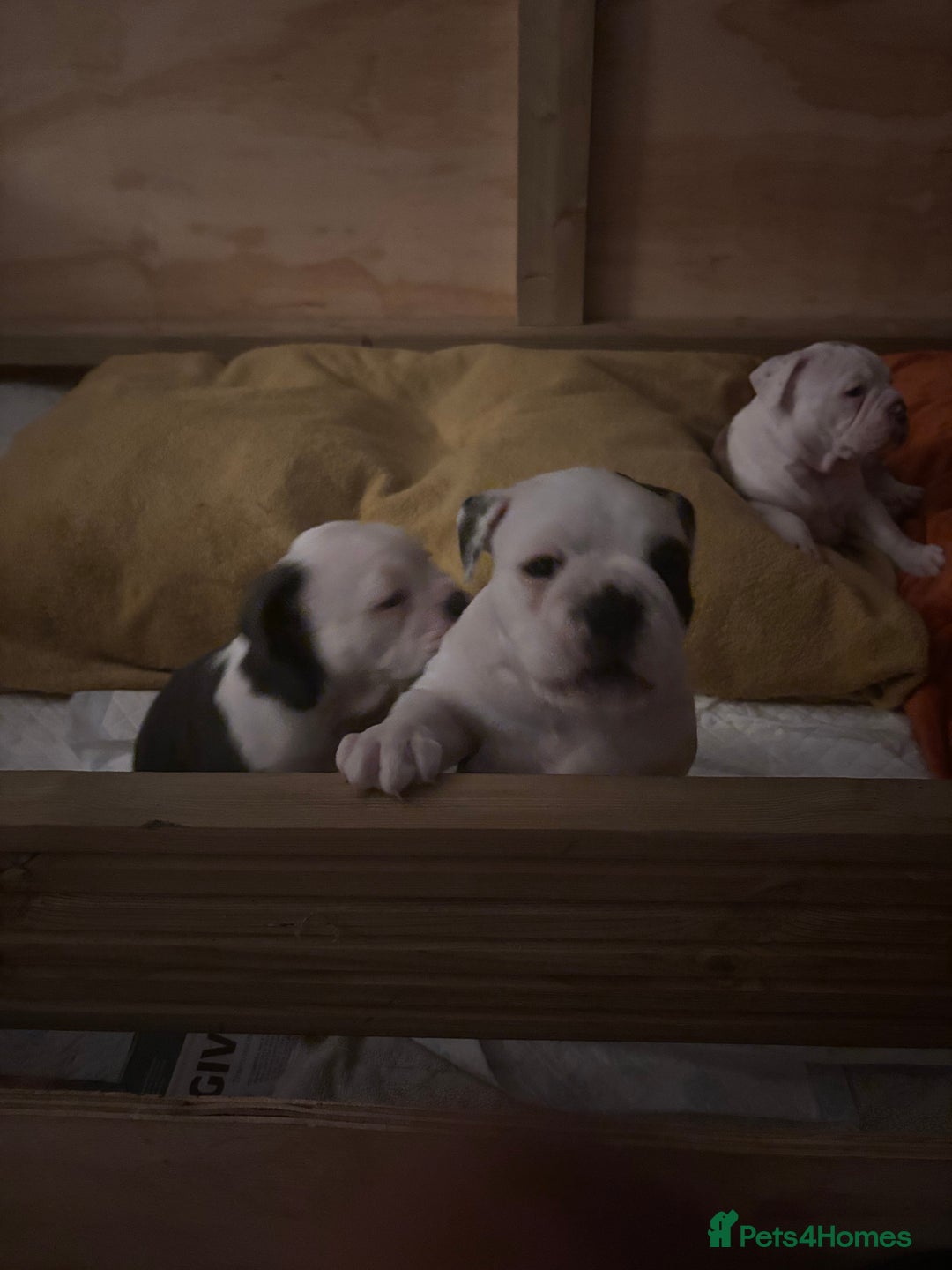 Olde English Bulldogge dogs for sale: Last 2 baby girls left  - Image 19