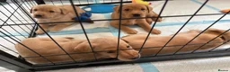 Labrador Retriever dogs for sale: Health Tested Champion Pedigree Pups - Advert 3
