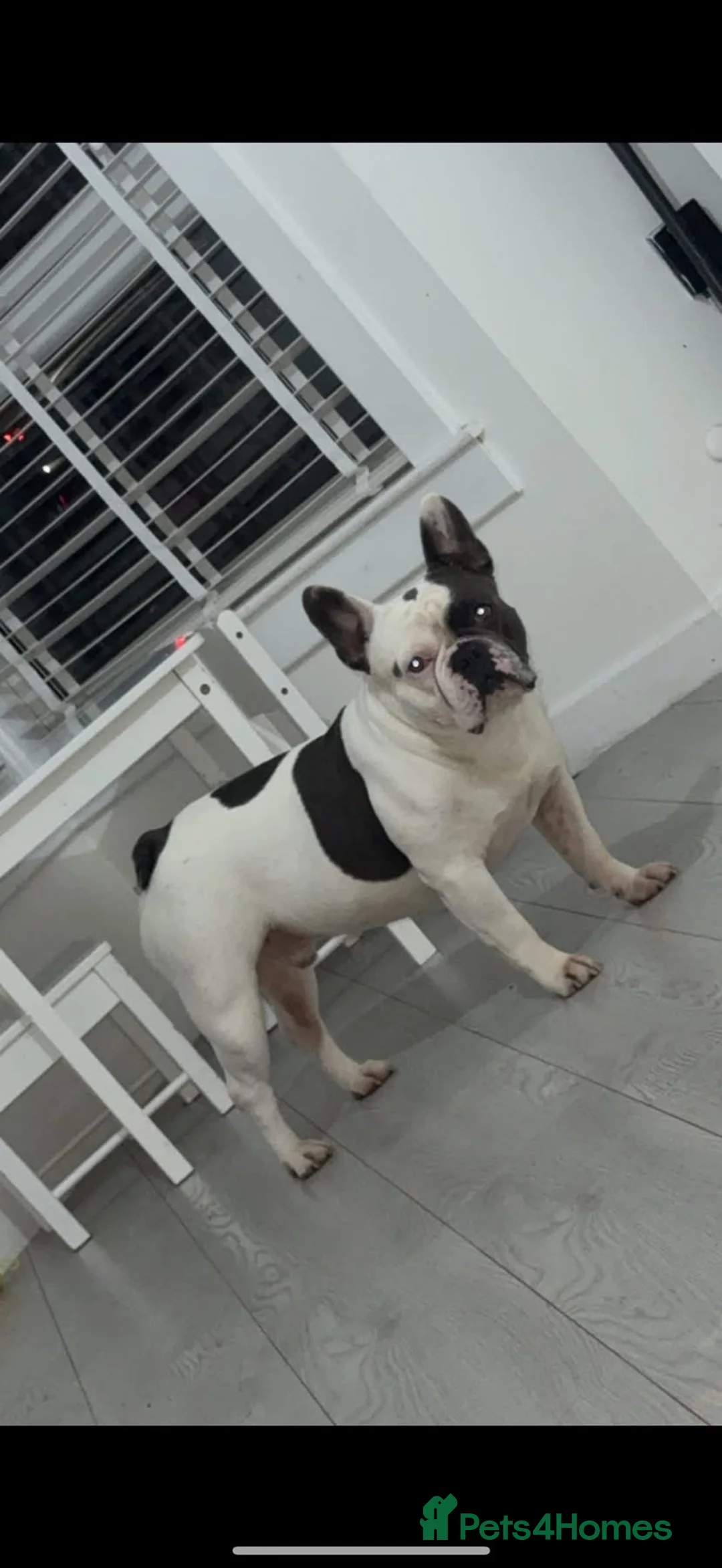 French Bulldog dogs for sale: 3 French bulldog puppies  - Advert 9