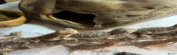 Bearded Dragon reptiles for sale: Baby Bearded Dragons. Visual Dunners & Hypos - Advert 26