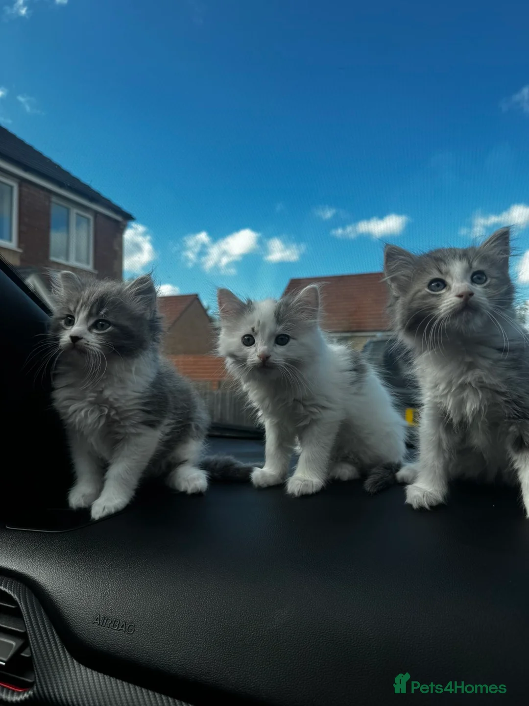 Mixed Breed cats for sale: Beautiful Fluffy Ragdoll/Persian Kittens in Mexborough - Advert 1