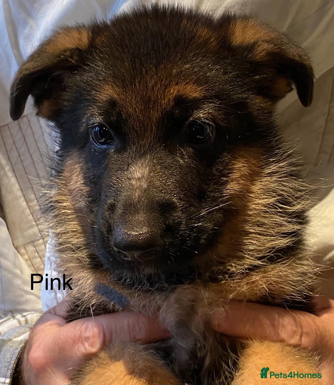 German Shepherd dogs for sale: KC Registered Pedigree German Shepherd Puppies - Image 2