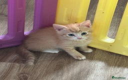 British Shorthair cats for sale: Four Adorable Kittens  - Image 7