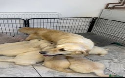 Golden Retriever dogs for sale: Puppy golden retriever 16 weeks - Advert 6