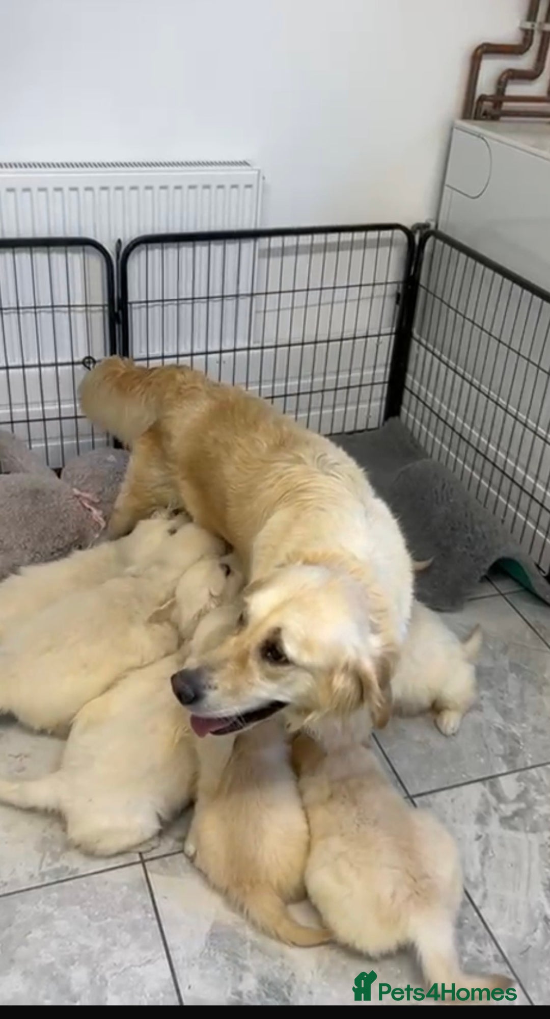 Golden Retriever dogs for sale: Puppy golden retriever 16 weeks - Advert 6