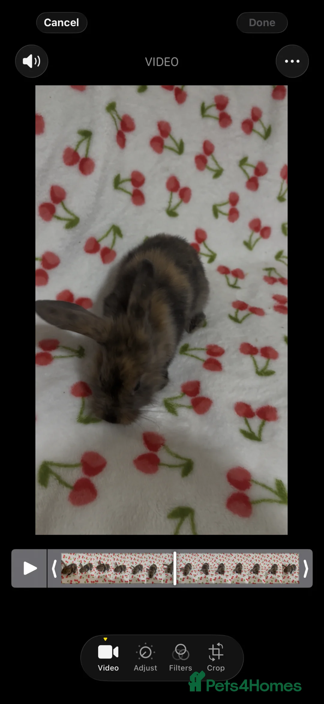 Mixed Breed rabbits for sale: 2 boys ready for there forever homes 🐰💖 - Advert 2