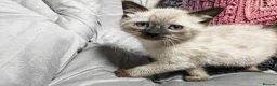 Mixed Breed cats for sale: Wonderful blue-eyed little ones. - Advert 5