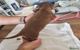 Dachshund dogs for sale: 4 beautiful miniature dachshunds. - Image 10