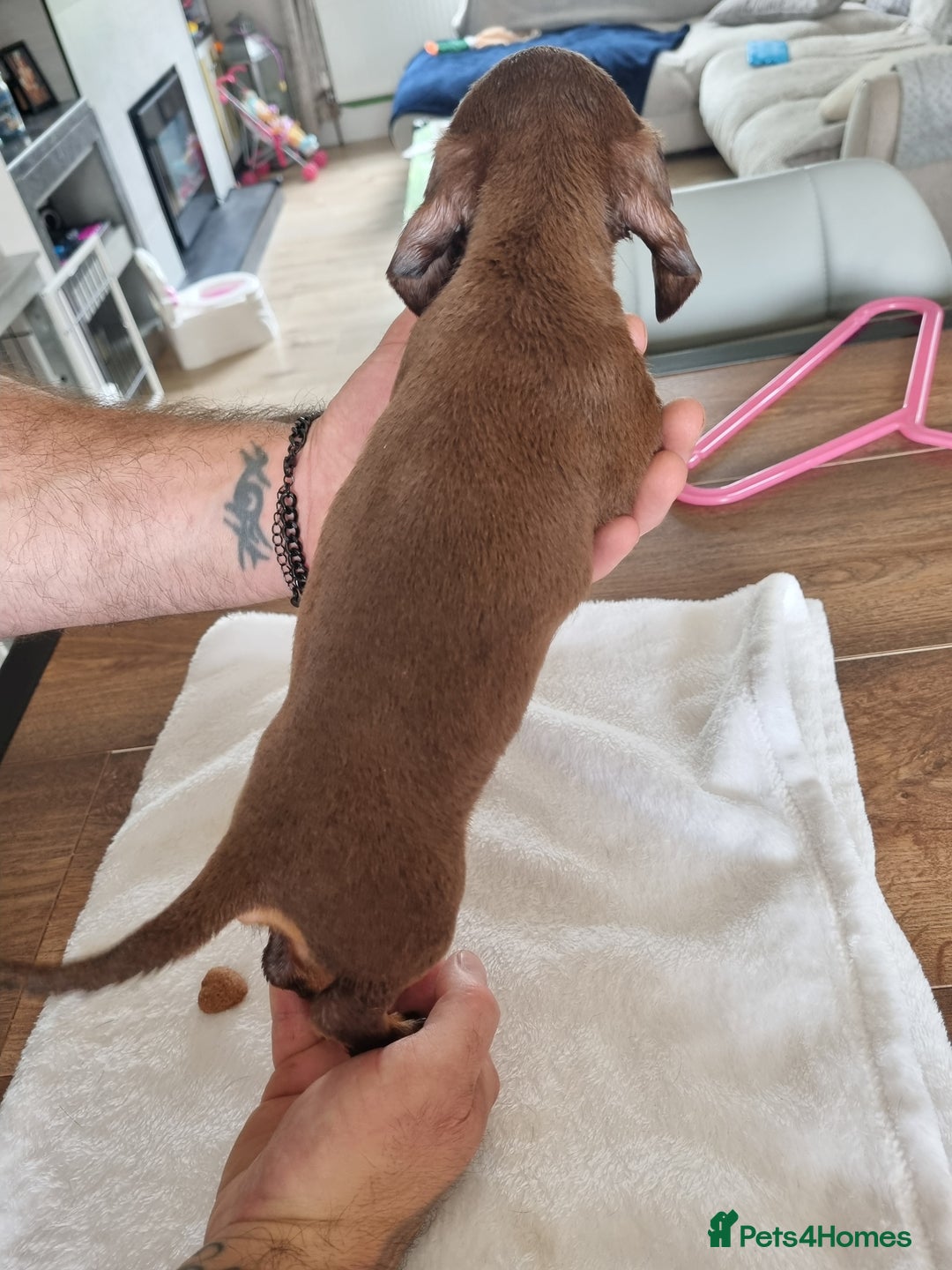 Dachshund dogs for sale: 4 beautiful miniature dachshunds. - Image 10