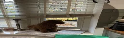 Toy Poodle dogs for sale: 3 Pedigree TOY POODLE GIRLS -ready now in Cheshire - Advert 14