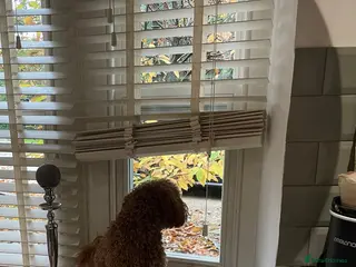 Toy Poodle dogs For rehoming - Advert 3